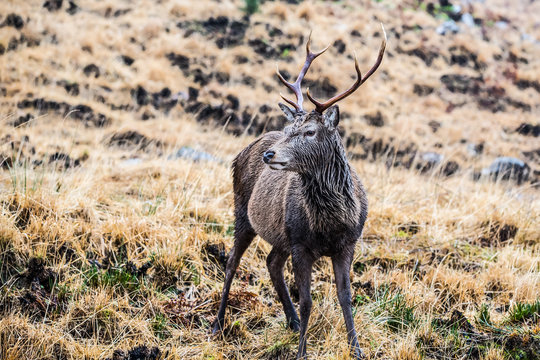 Male stag standing looking right