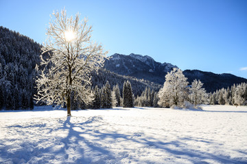 paesaggio invernale in Val Canali, nel parco naturale di Paneveggio - Trentino