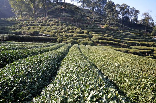 Beautiful fresh green chinese Longjing tea plantation