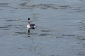great crested grebe in winter plumage