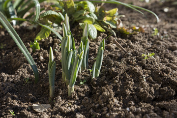 Delicate Snowdrop flowers have grown on friable soil in january