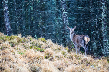 Young deer standing in a forest looking at the camera