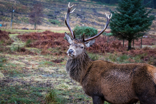 Fototapeta Male stag head tilted looking at the camera