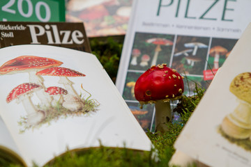 bestimmen von Pilzen mit Pilzbuch