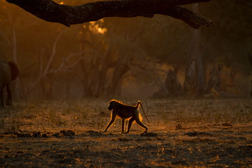 Backlit baboon (Papio cynocephalus ursinus) walking on all fours in woodland, Chirundu, Zimbabwe, Africa