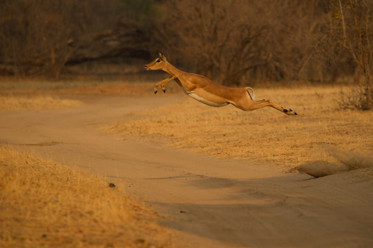  Impala (Aepyceros melampus) leaping mid air over dirt track, Chirundu, Zimbabwe, Africa