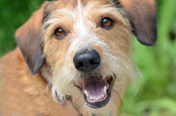 Portr&auml;t eines m&auml;nnlichen Rauhaar Kromfohrl&auml;nders.