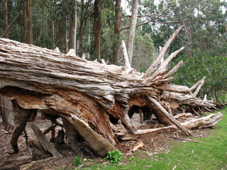 Fototapeta premium Fallen Tree