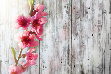 a spring pink flowers backgrounds