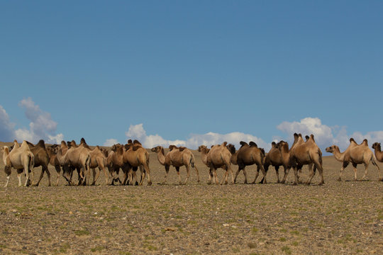 Herd of bactrian camels (camelus bactrianus)  walking across desert landscape, Khovd, Mongolia
