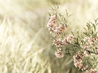 Pink flowering almond blossom, spring green lawn background. Beautiful pink spring tender flowers blossom. Pink sharp and defocused flowers blooming tree, sun backlit.