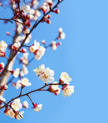 Cherry tree flowers with blue sky