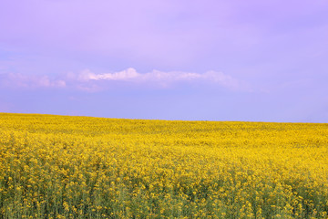Obraz premium oilseed rape field spring season landscape