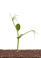Young peas plant