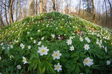 Anemone nemorosa flower in the forest in the sunny day. Wood anemone (windflower, thimbleweed) blossoms in a forest glade.