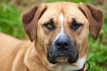 Brown dog looking sternly at the camera