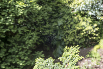 Deserted spider web in the sunlight against  blurred foliage