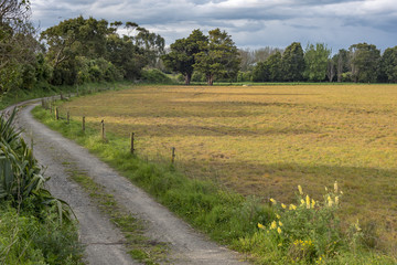 Fototapeta na wymiar Track alongside a yellow fenced meadow