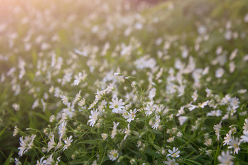 Small white flowers in the meadow abstract background. Macro image with small depth of field.