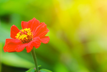 Cosmos sulphureus.  Red Cosmos sulphureus in the morning on rainy season. Thailand