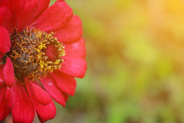 Cosmos sulphureus.  Red Cosmos sulphureus in the morning on rainy season. Thailand