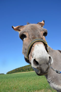 Portrait eines Esels.