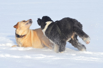 Spielende Hunde im Schnee.