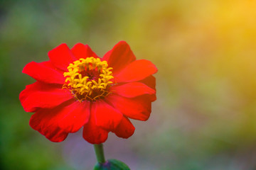 Cosmos sulphureus.  Red Cosmos sulphureus in the morning on rainy season. Thailand
