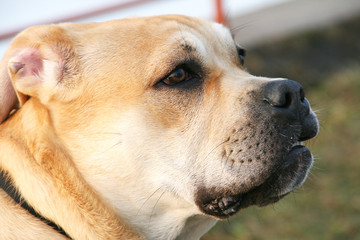 Portrait of a dog - Ca de bou