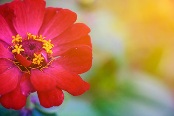 Cosmos sulphureus.  Red Cosmos sulphureus in the morning on rainy season. Thailand