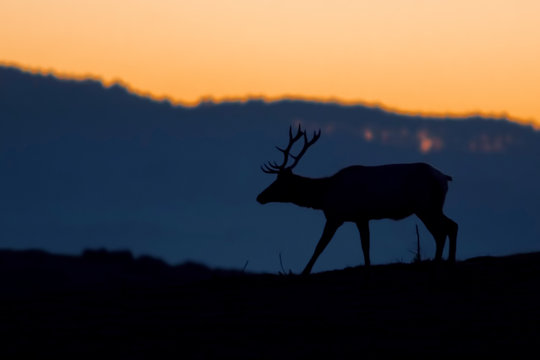 Silhouetted tule elk buck (Cervus canadensis nannodes) at sunset, Point Reyes National Seashore, California, USA