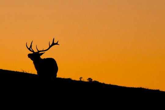 Silhouetted tule elk buck (Cervus canadensis nannodes) at sunset, Point Reyes National Seashore, California, USA