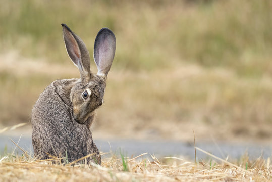 Black-tailed jackrabbit (Lepus californicus) grooming its fur, Point Reyes National Seashore, California, USA