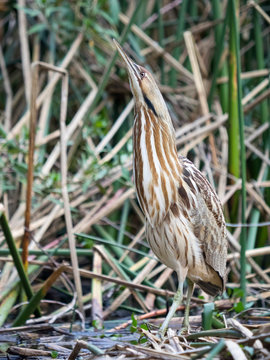 American Bittern (Botaurus lentiginosus),  Golden Gate Park, San Francisco, California, United States, North America