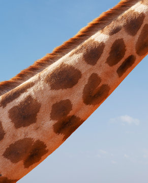 Cropped view of giraffe neck, Nairobi National Park, Nairobi, Kenya, Africa