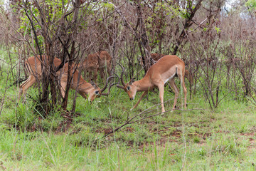 Kruger National Park, Mpumalanga, South Africa