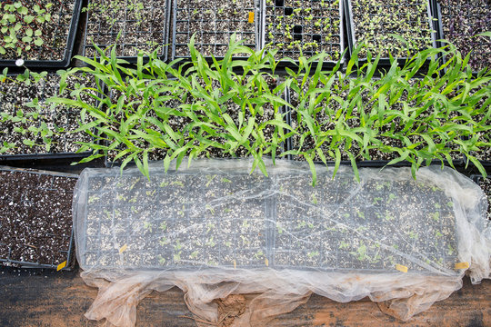 Overhead view of seedling in seed tray