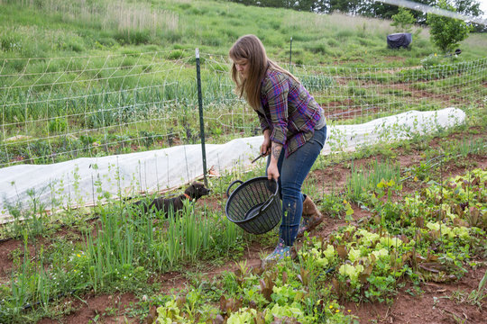 Woman tending to vegetables in vegetable garden