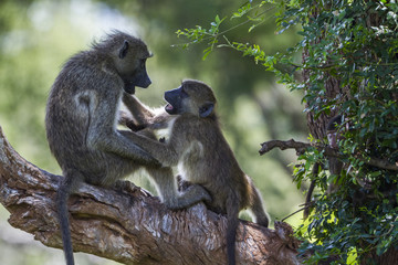 Chacma baboon in Kruger National park, South Africa