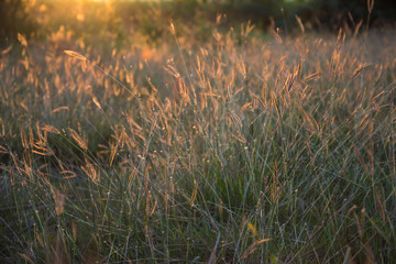grass flower under light of sunset background
