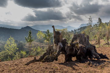 Die Usamabaraberge - Tansania 