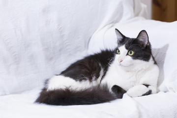 White domestic cat with black spots