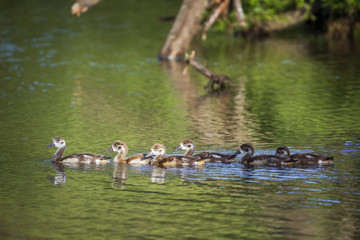 Egyptian Goose in Kruger National park, South Africa