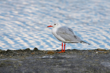 The slender-billed gull (Chroicocephalus genei) stands on the shore of the pond on the background of white-blue water