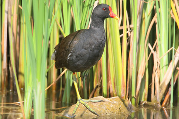  stands on a stone in a natural habitat against the background of green aquatic plants