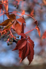 wild grape in Autumn