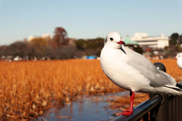 Bird of Larus Ridibundus, aka. Yurikamome in Japan