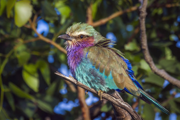 Lilac breasted roller in Kruger National park, South Africa