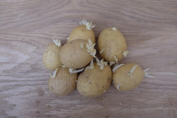 potatoes with sprouts