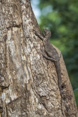 Rock monitor in Kruger National park, South Africa